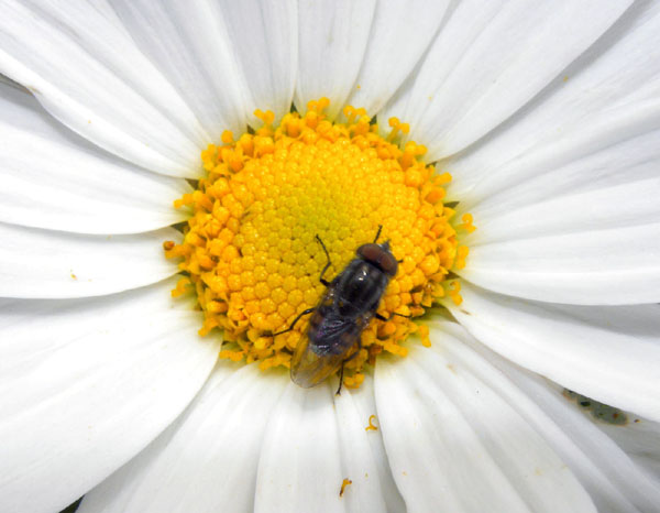 Identificazione Ditteri